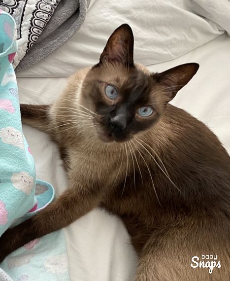 cartel de gato perdido