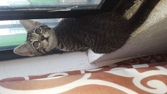 cartel de gato perdido