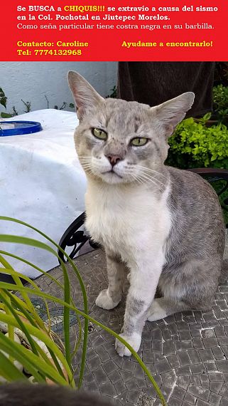 cartel de gato perdido