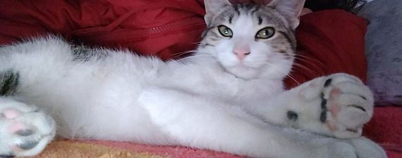 cartel de gato perdido