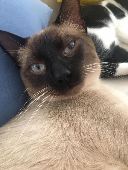 cartel de gato encontrado