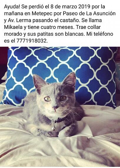 cartel de gato perdido