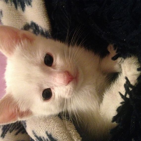 cartel de gato perdido