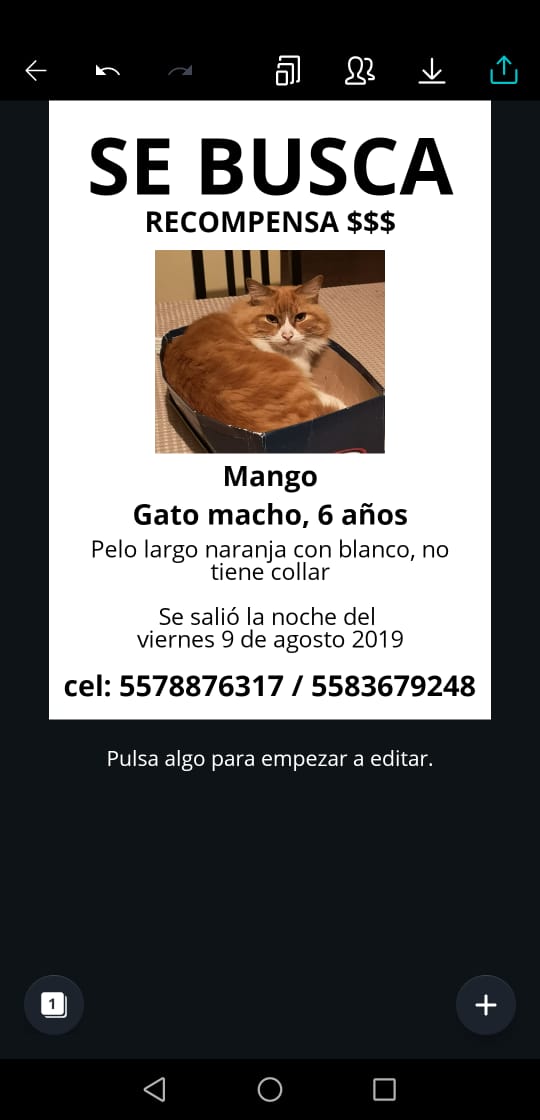cartel de gato perdido