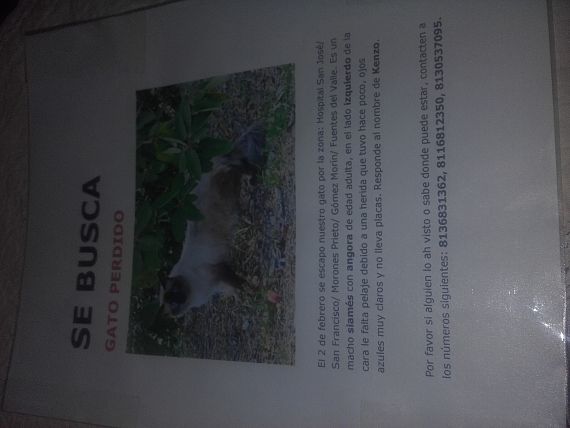 cartel de gato perdido