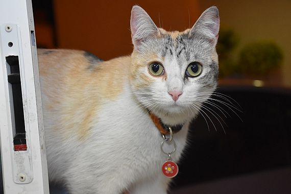 cartel de gato encontrado