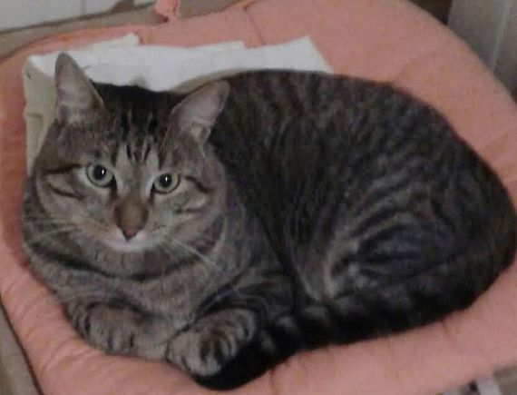 cartel de gato perdido