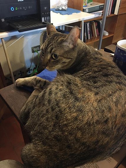 cartel de gato perdido