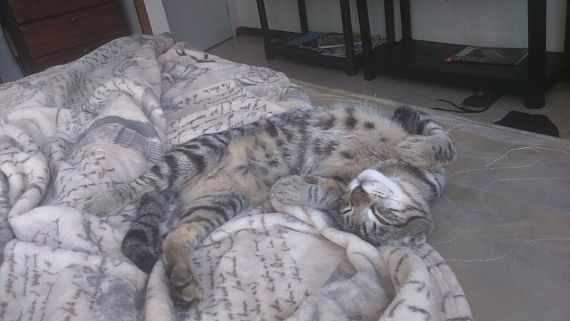 cartel de gato perdido