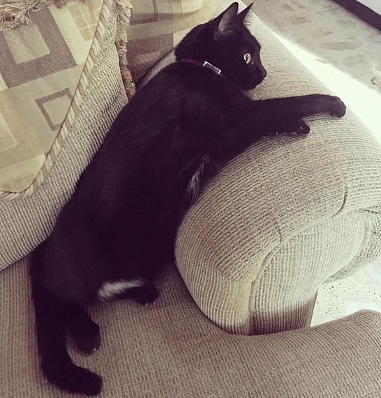 cartel de gato perdido