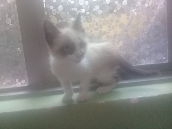 cartel de gato perdido