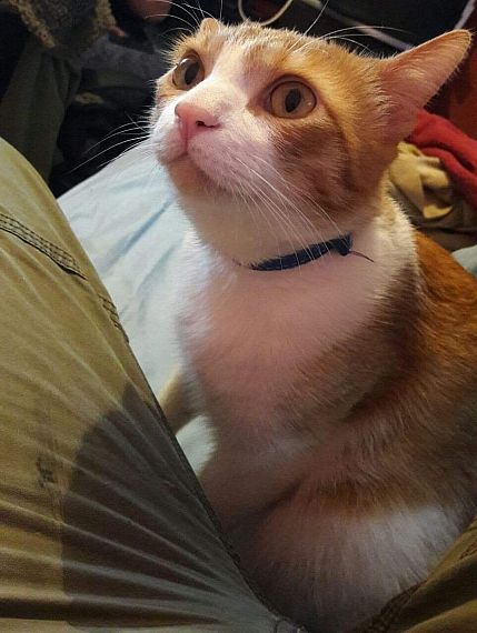 cartel de gato perdido