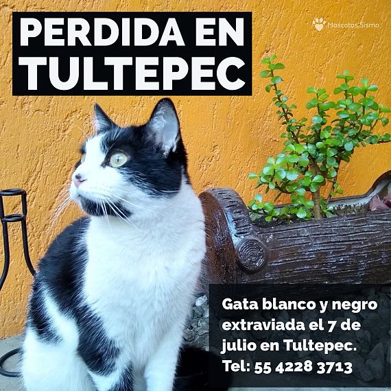 cartel de gato perdido