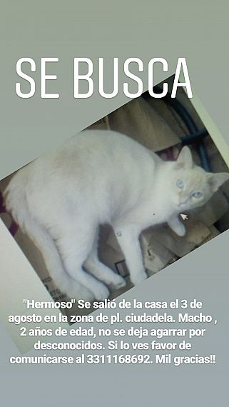 cartel de gato perdido