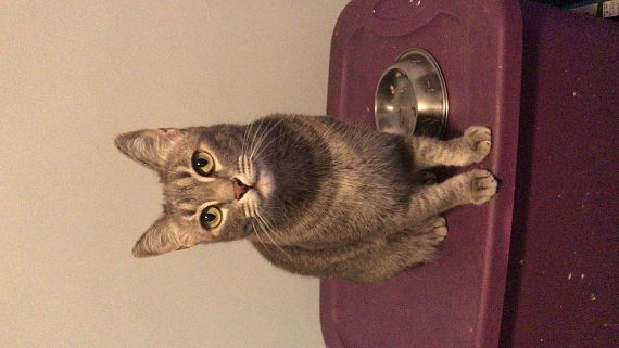 cartel de gato perdido