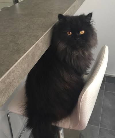 cartel de gato perdido