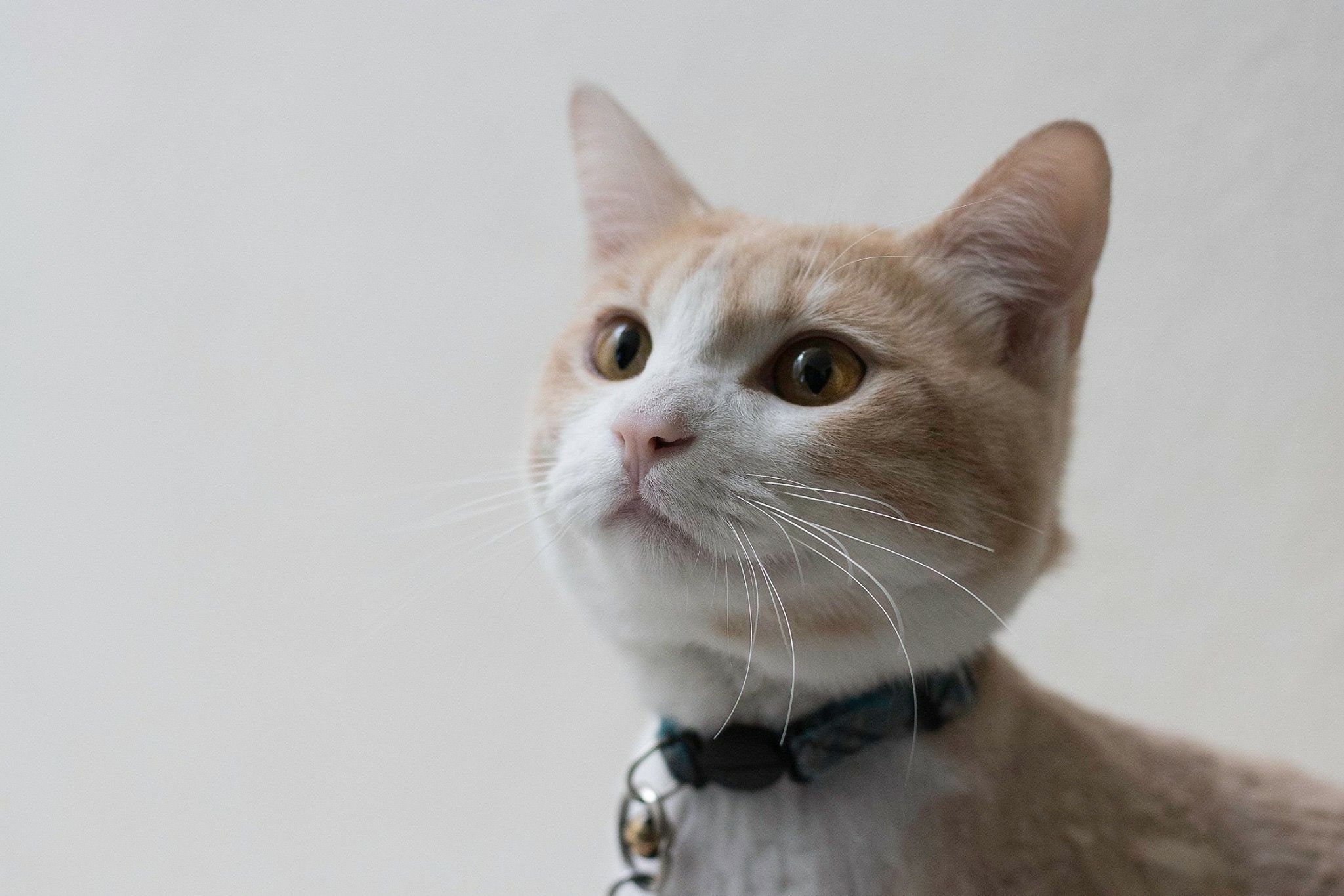 cartel de gato perdido