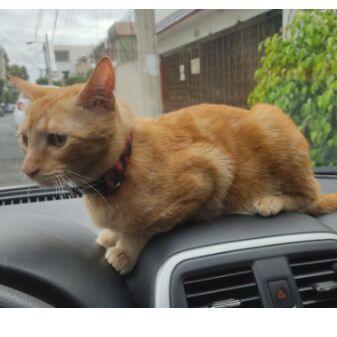 cartel de gato perdido