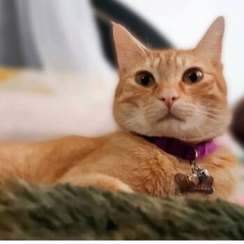 cartel de gato perdido