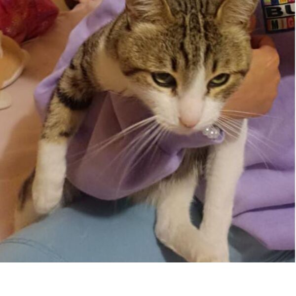 cartel de gato perdido