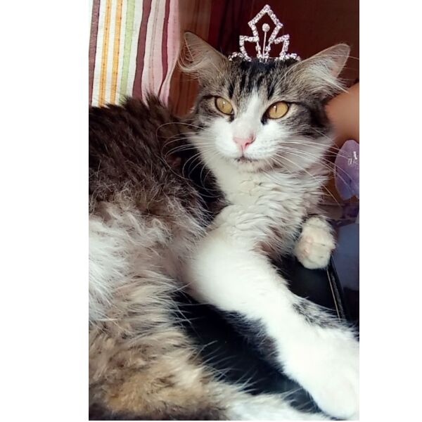 cartel de gato perdido