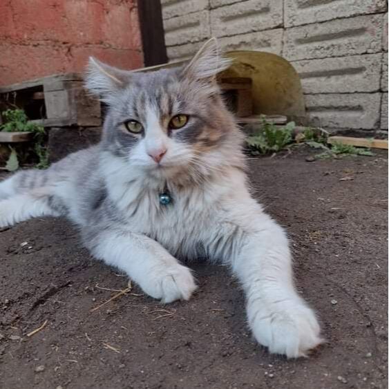 cartel de gato perdido