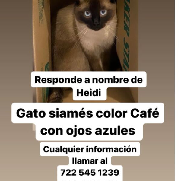 cartel de gato perdido