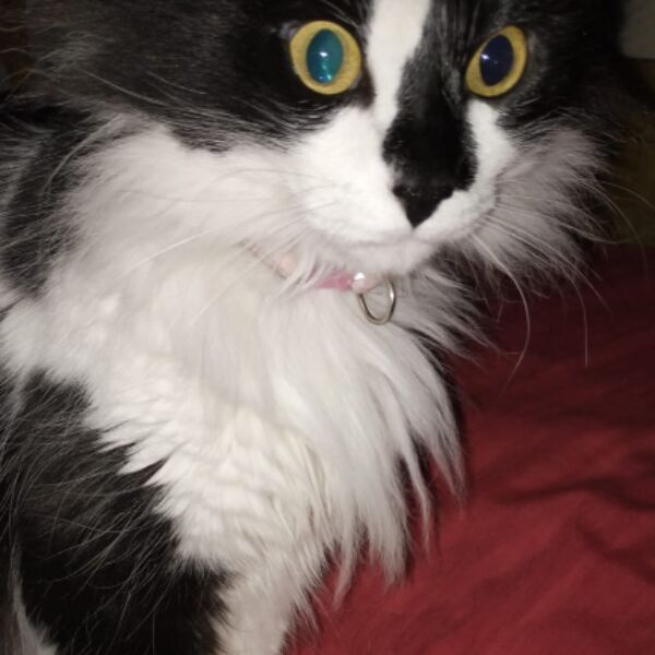 cartel de gato perdido