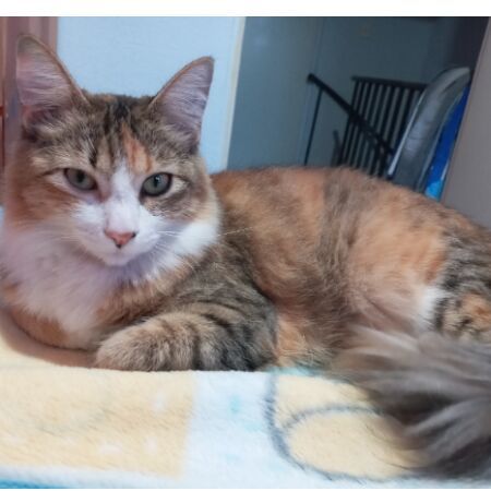 cartel de gato perdido