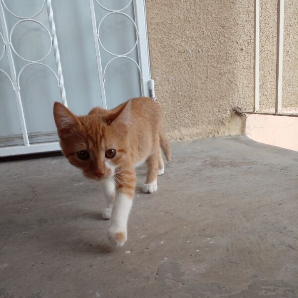 cartel de gato perdido