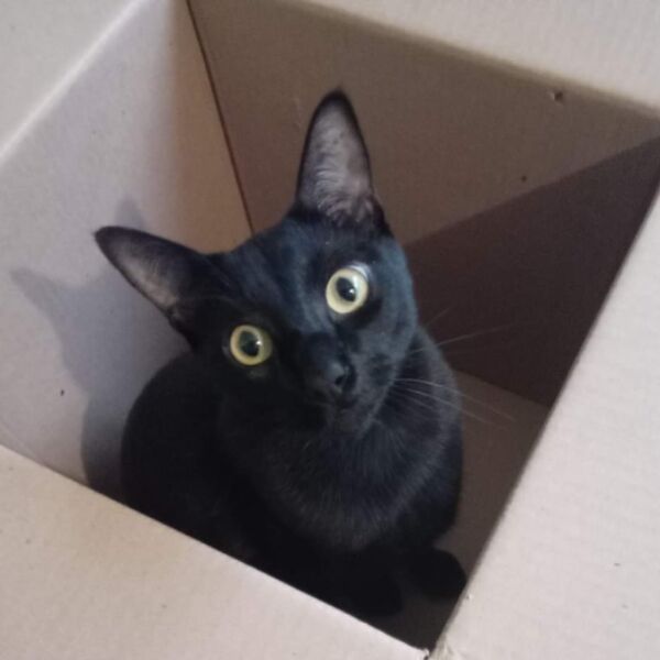 cartel de gato perdido