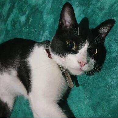 cartel de gato perdido