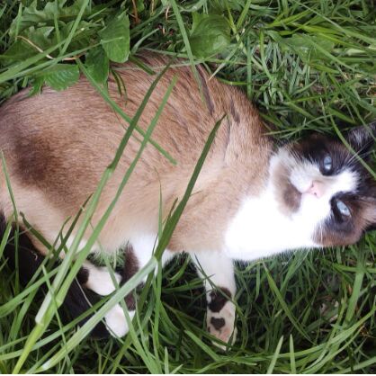 cartel de gato perdido