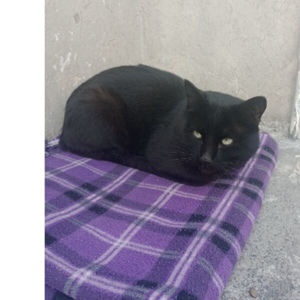 cartel de gato perdido