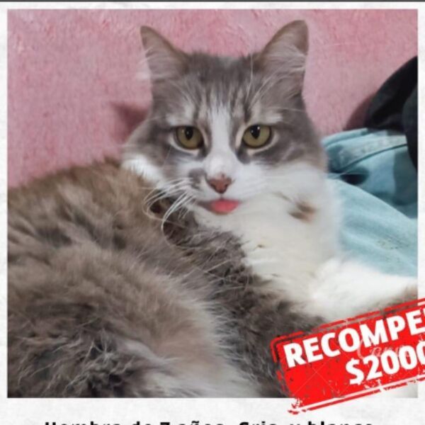 cartel de gato perdido