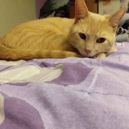 cartel de gato perdido