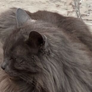 cartel de gato perdido