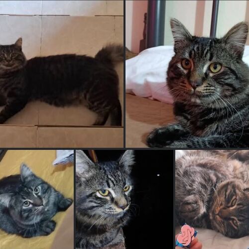 cartel de gato perdido