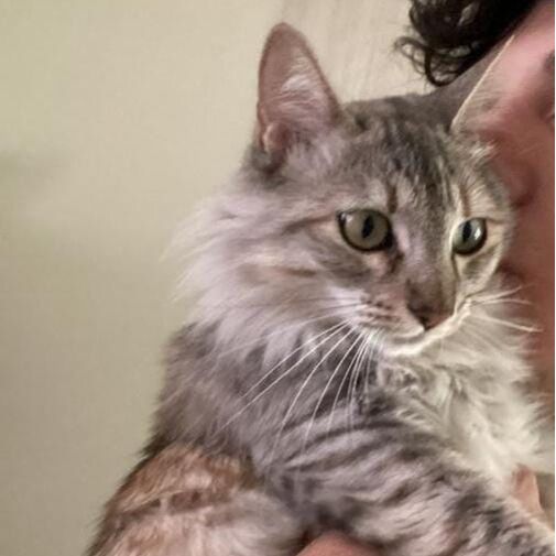 cartel de gato perdido