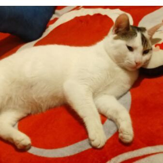 cartel de gato perdido