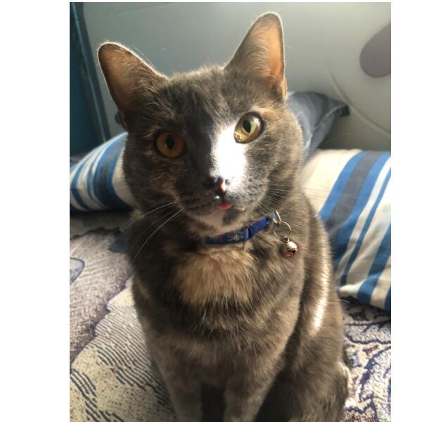 cartel de gato perdido