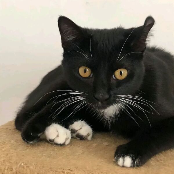 cartel de gato perdido