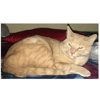 cartel de gato perdido