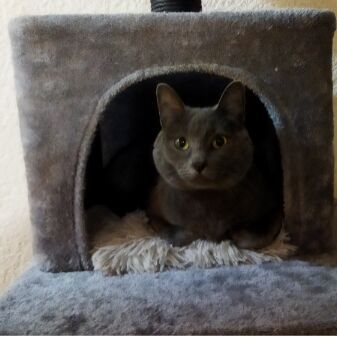 cartel de gato perdido