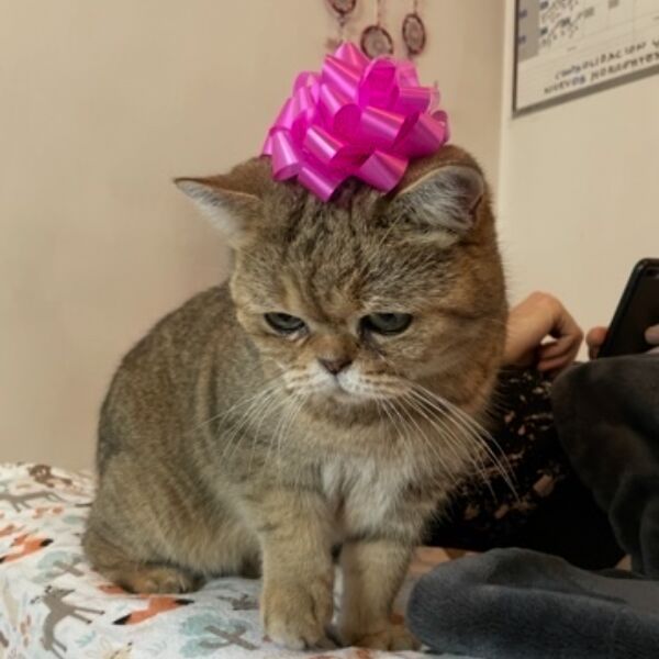 cartel de gato perdido