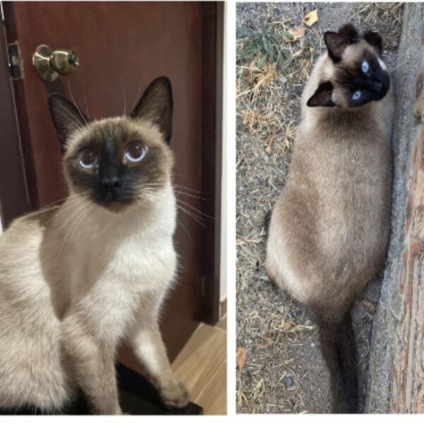 cartel de gato perdido