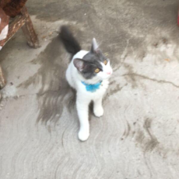 cartel de gato perdido