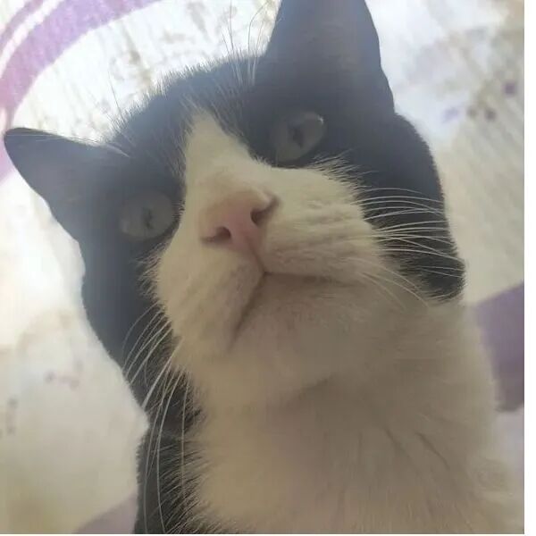 cartel de gato perdido