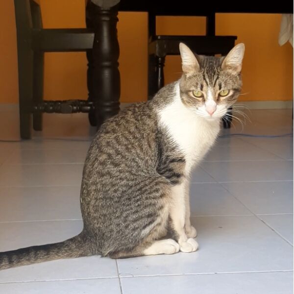 cartel de gato perdido