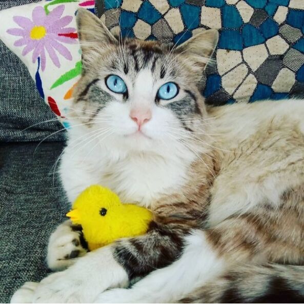 cartel de gato perdido